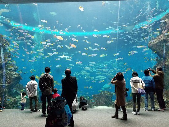 Aquarium van Shinagawa